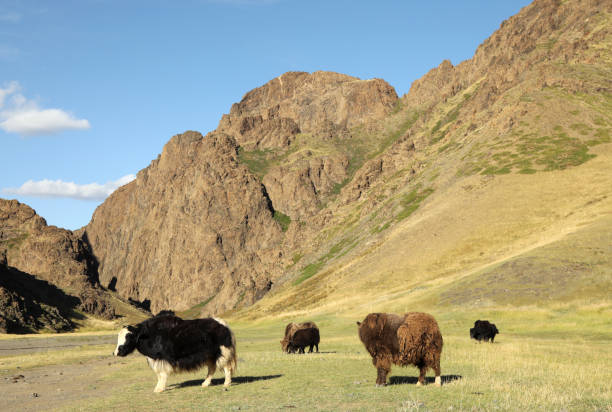istock Yol Valley in Gobi Mongolia 1195309952