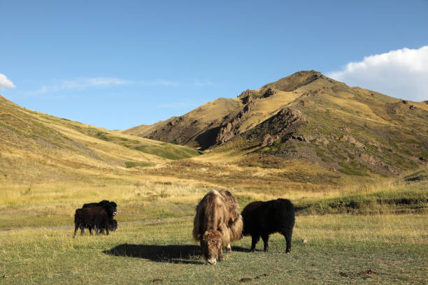 istock Yol Valley in Gobi Mongolia 1195309958