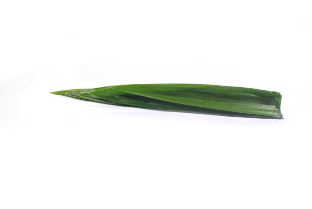istock Green pandan leaves. 1195317407