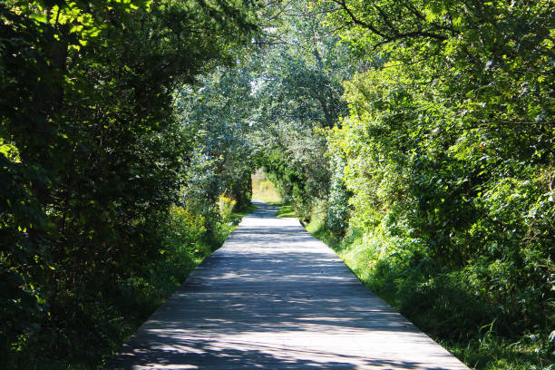 Wooden boardwalk through a wooded area. Trees and plants closed in on the trail, tree canopy creates a tunnel effect.