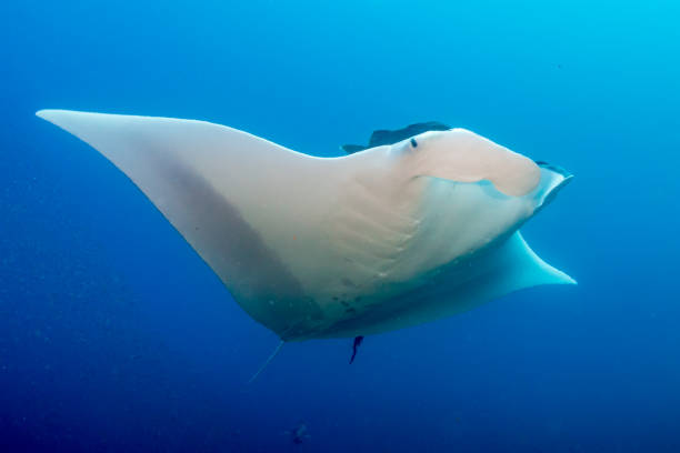 istock Oceanic Manta Ray (Mobula birostris) in a blue, tropical ocean (Koh Bon, Thailand) 1195323337