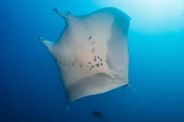 istock Oceanic Manta Ray showing its underside and unique spot patterns used for identificatio purposes (Koh Bon, Similan Islands) 1195323876