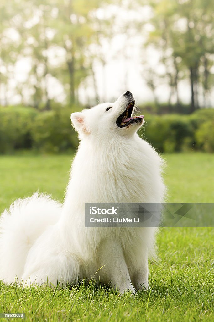 Samoyed  Color Image Stock Photo