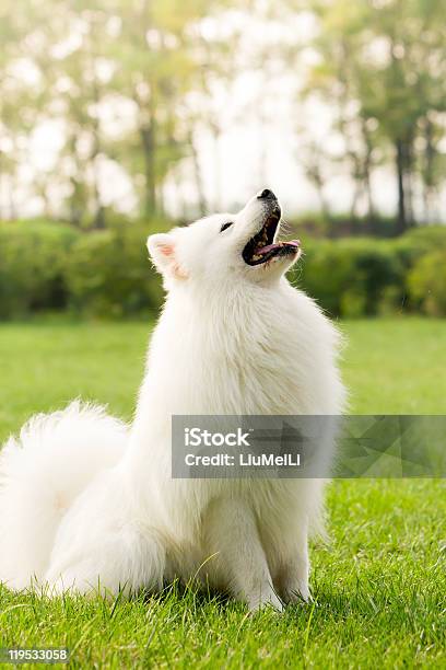 Samoyed Stock Photo - Download Image Now - Color Image, Cute, Dog