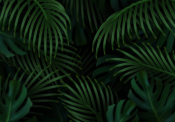 Branch palm realistic. Leaves and branches of palm trees. Tropical leaf background. Branch palm realistic. Leaves and branches of palm trees. Tropical leaf background. Green foliage, tropic leaves pattern. vector illustration coconut borders stock illustrations