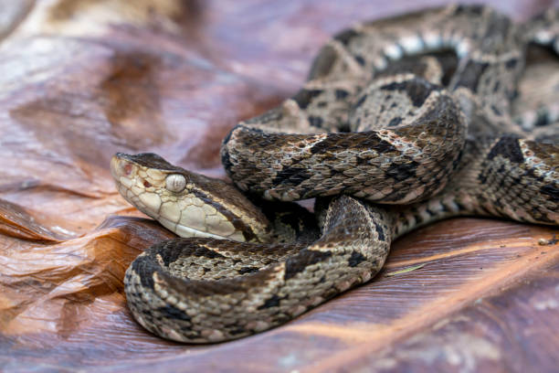 istock venomous Fer-de-lance (Bothrops asper) Pit Viper Snake - Terciopelo 1195333487