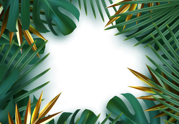 Branch palm realistic. Leaves and branches of palm trees. Tropical leaf background. Branch palm realistic. Leaves and branches of palm trees. Tropical leaf background. Green foliage, tropic leaves pattern. frame white around blank space for text, flat lay, view from above. vector tropical tree stock illustrations