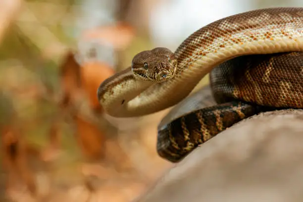 Detailed closeup of a Coastal Carpet Python