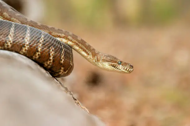 Detailed closeup of a Coastal Carpet Python