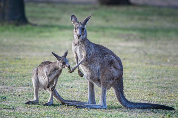 istock Eastern Grey Kangaroo and joey 1195337572