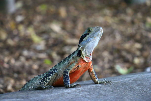 istock The Water Dragon commonly found in Australia. 1195337673