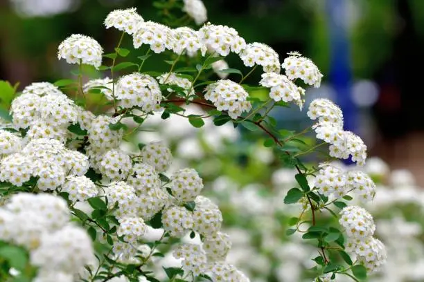 Spiraea cantoniensis, also called Bridal-wreath Spiraea, Cape May, Double white May, May bush, and Reeve's Spiraea, is a deciduous perennial shrub typically grown as an ornamental plant in gardens. The plant can reach a height of about 2 meters, tends to be twiggy and spreading into a fountain-like form, and displays frothy clusters of white flowers along the terminal of arching branches. The bush blooms in May; hence the common name of May bush.