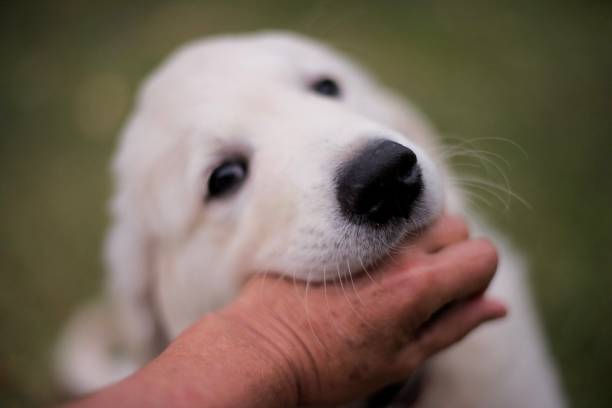 istock Cute Golden Retriever puppy chewing hand 1195342596