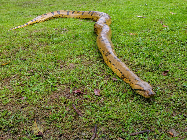istock Yellow anaconda laying on the ground 1195346590