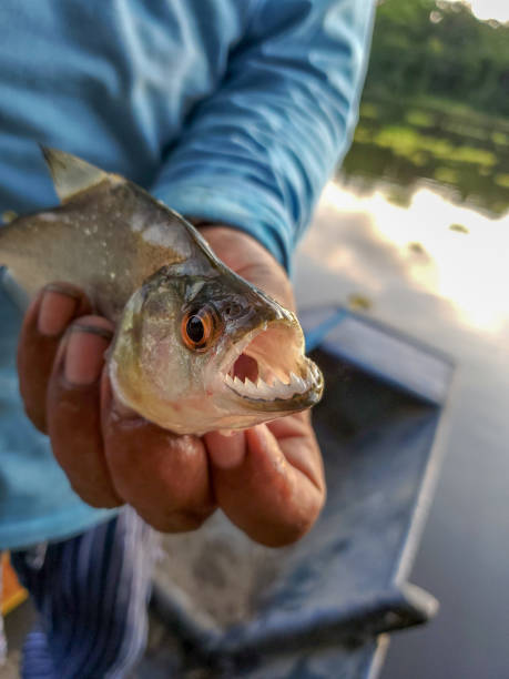 istock Piranha fishing in Amazon jungle river 1195347143