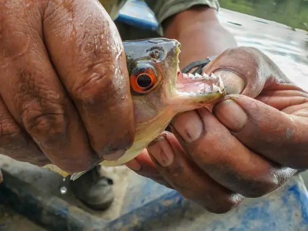 Photo of Piranha fishing in Amazon jungle river