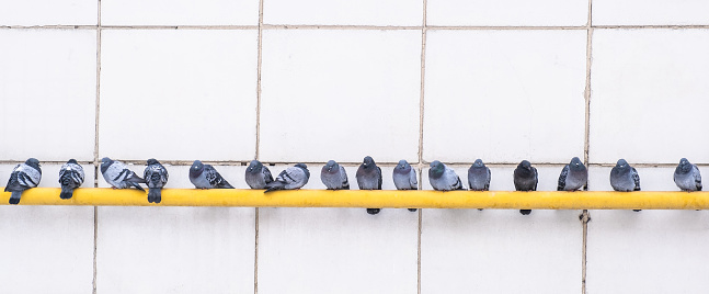City birds gray pigeons sit in a row on a yellow gas warm pipe against a white wall. Banner.