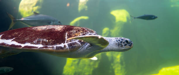 istock Big turtle diving and swim in sea 1195349708
