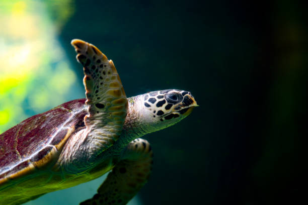 istock Big turtle diving and swim in sea 1195349724