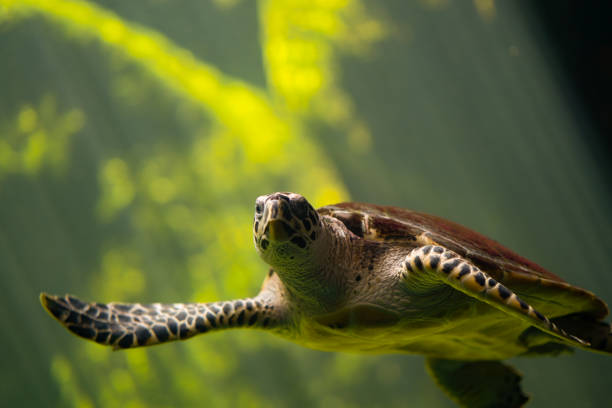 istock Big turtle diving and swim in sea 1195349729
