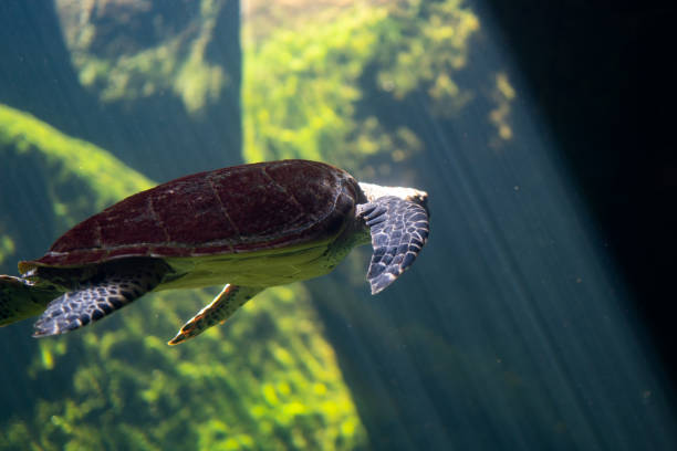 istock Big turtle diving and swim in sea 1195349734