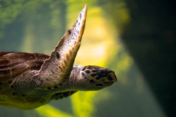 istock Big turtle diving and swim in sea 1195349740