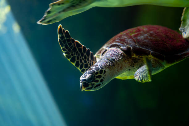 istock Big turtle diving and swim in sea 1195349741