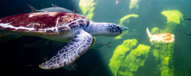 istock Big turtle diving and swim in sea 1195349742