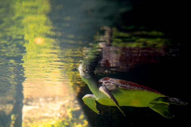 istock Big turtle diving and swim in sea 1195349750