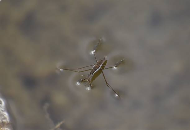 istock Water bug on the surface of the water. 1195350751
