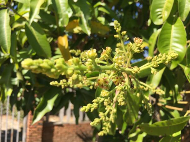 istock The flowers of the mango tree 1195350763