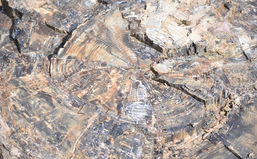 Petrified wood, part of the Petrified Forest in Yellowstone National Park. Close up view of the wood grain, broken pieces of fossilized wood visible.