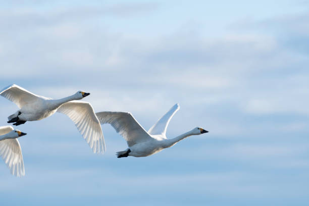 Whistling swans flying in Lake Hyoko, Niigata prefecture, Japan stock photo
