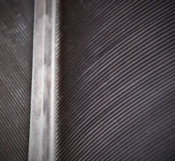 istock Close-up of Raven feather. 1195355448