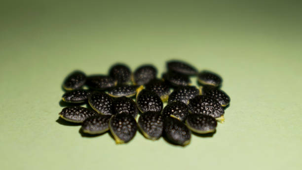 Seeds ready to be planted.