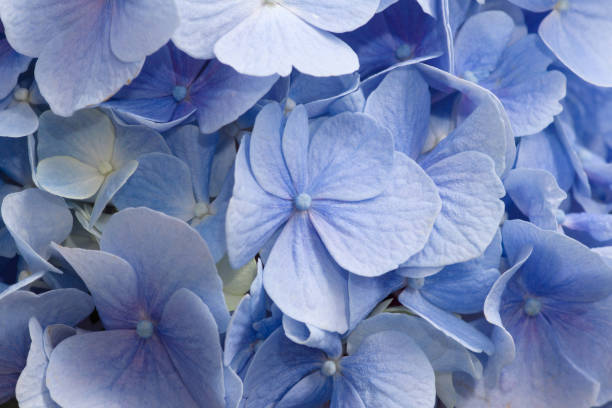 istock beautiful flower with blue petals 1195357173