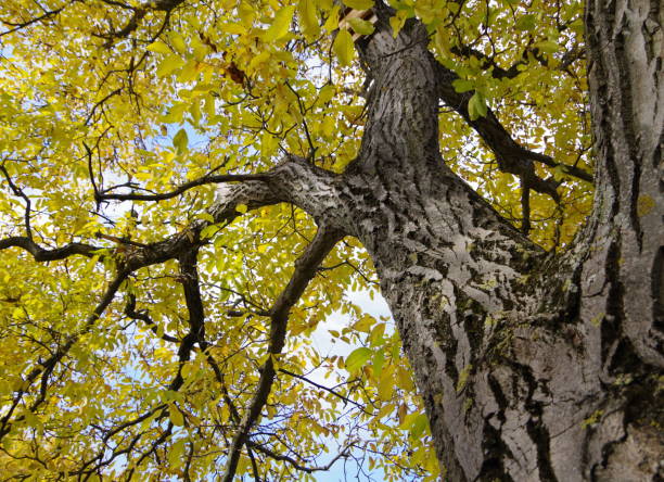Fall colors