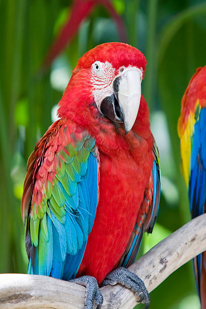 istock bright red macaw parrot, sitting on a branch 119536149