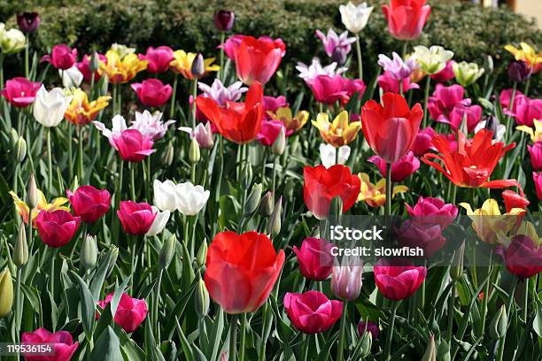Photo libre de droit de Tulipes banque d'images et plus d'images libres de droit de Arbre en fleurs - Arbre en fleurs, Beauté de la nature, Capitule