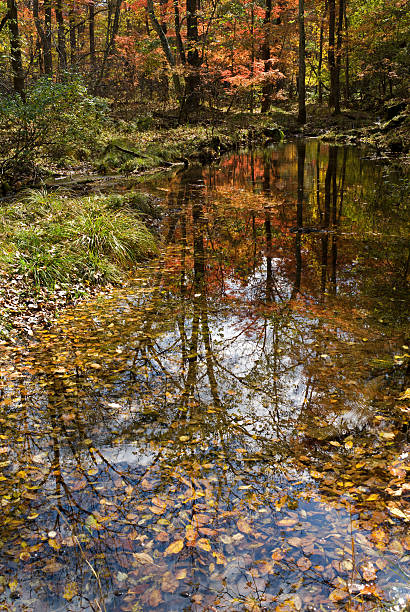 istock Woodsy river at autumn 119536162