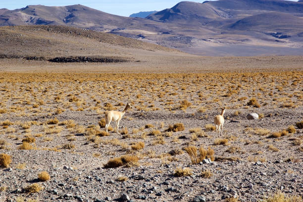 istock Vicuna in the Puna de Atacama, Argentina 1195363014