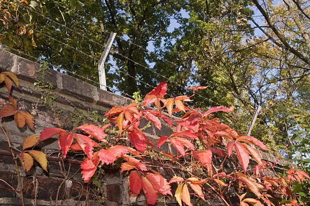red vineleaves on the brick wall in the autumn