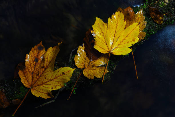 istock River surrounding trees. Light reflect flare in forest puddle 1195364834