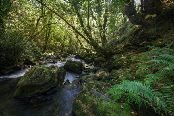 istock Ferns and mosses on the shore of a mountain river 1195365385