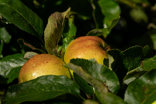 Two apples growing on an apple tree, speckled with drop so water shortly after a shower of rain.  Belfast, Northern Ireland.  Northern Ireland is renown for apple production, in particular for the manufacture of cider.