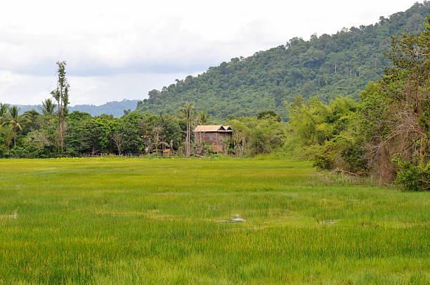 countryside of cambodia stock photo