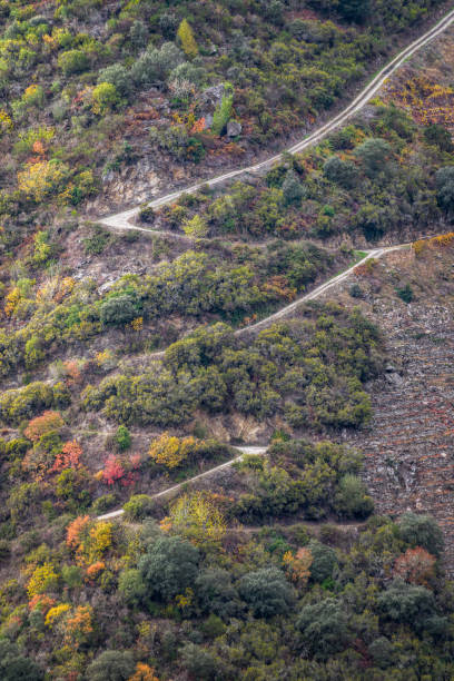 istock Road zigzags through the vineyards 1195367249