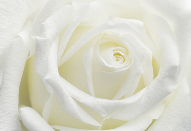 istock Closeup of white rose flower 1195367439