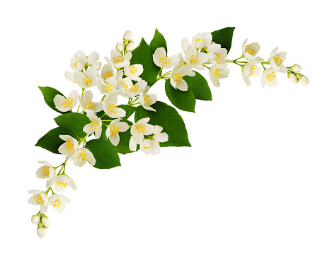 Twigs of Jasmine flowers in a corner arrangement isolated on white