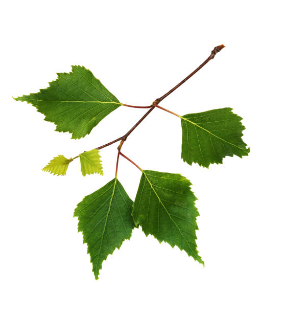 istock Twig of birch with green leaves 1195369075